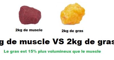 Volume masse musculaire et masse graisseuse : Différence entre le muscle et le gras - Quel est le plus lourd ?